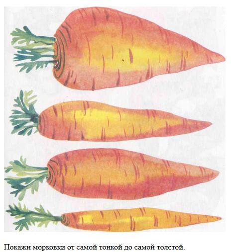 Покажи морковь от самой тонкой до самой толстой.